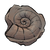 Ammonite Fossil.png