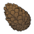 Pinecone.png