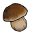 Bolete.png